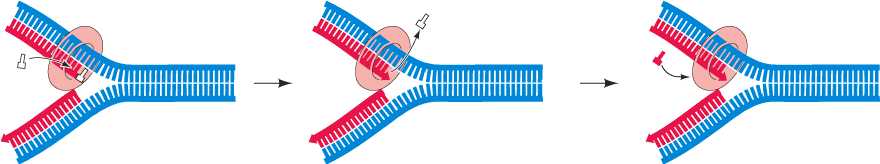 dna-proofreading-jpg