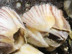 (Striped Barnacle) top